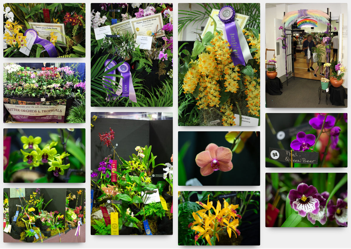 Orchid Shows Platinum Coast Orchid Society