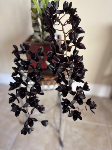 Fcdk. After Dark SVO 'Black Pearl' FCC/AOS 