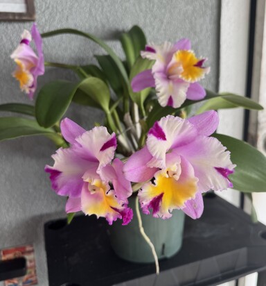 c. Irene's Somes Montclais (4 blooms